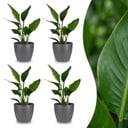 Strelitzia Reginea - Paradiesvogelblume - 4 Pflanzen - mit Potter Grijs - Topf 12cm - Höhe 35cm
