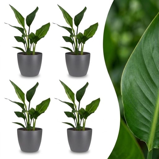 "Strelitzia Reginea - Paradiesvogelblume - 4 Pflanzen - mit Potter Grijs - Topf 12cm - Höhe 35cm image"