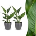 Strelitzia Reginea - Paradiesvogelblume - 2 Pflanzen - mit Potter Grijs - Topf 12cm - Höhe - 35cm