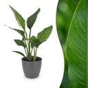 Strelitzia Reginea - Paradiesvogelblume - 1 Pflanze - mit Potter Grau - Topf 12cm - Höhe - 35cm