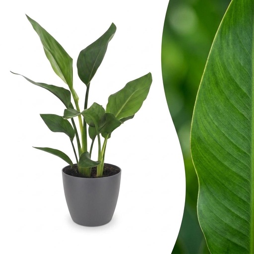 "Strelitzia Reginea - Paradiesvogelblume - 1 Pflanze - mit Potter Grau - Topf 12cm - Höhe - 35cm image"