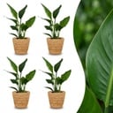 Strelitzia Reginea - Paradiesvogelblume - 4 Pflanzen - mit Seegraskorb - Topf 12cm - Höhe 35cm