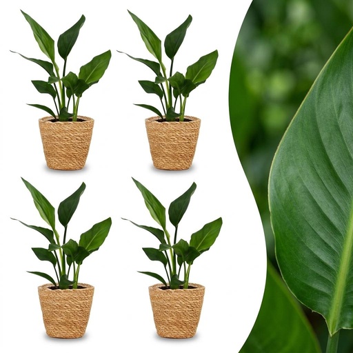 "Strelitzia Reginea - Paradiesvogelblume - 4 Pflanzen - mit Seegraskorb - Topf 12cm - Höhe 35cm image"