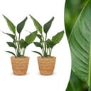 Strelitzia Reginea - Paradiesvogelblume - 2 Pflanzen - mit Korb - Topf 12cm - Höhe - 35cm