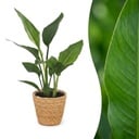 Strelitzia Reginea - Paradiesvogelblume - 1 Pflanze - mit Seegraskorb - Topf 12cm - Höhe 35cm