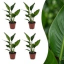 Strelitzia Reginea - Paradiesvogelblume - 4 Pflanzen - Topf 12cm - Höhe - 35cm