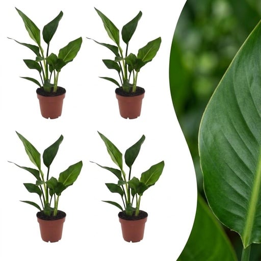 "Strelitzia Reginea - Paradiesvogelblume - 4 Pflanzen - Topf 12cm - Höhe - 35cm image"