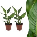 Strelitzia Reginea - Paradiesvogelblume - 2 Pflanzen - Topf 12cm - Höhe - 35cm