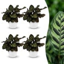 Calathea Makoyana - Pfauenpflanze - 4 Pflanzen - mit Potter Wit - Topf 12cm - Höhe - 25cm