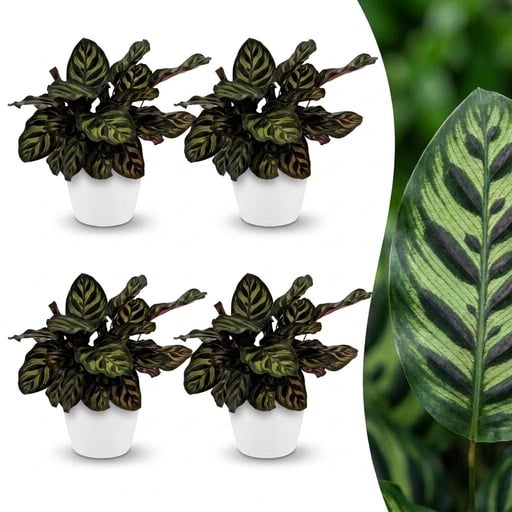 "Calathea Makoyana - Pfauenpflanze - 4 Pflanzen - mit Potter Wit - Topf 12cm - Höhe - 25cm image"