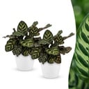 Calathea Makoyana - Pfauenpflanze - 2 Pflanzen - mit Potter Wit - Topf 12cm - Höhe - 25cm