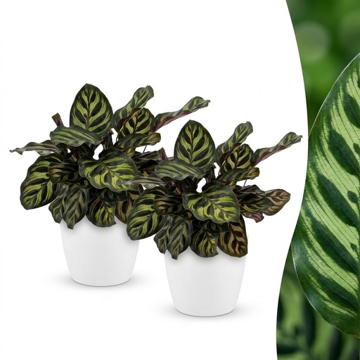 "Calathea Makoyana - Pfauenpflanze - 2 Pflanzen - mit Potter Wit - Topf 12cm - Höhe - 25cm image"