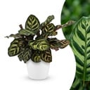 Calathea Makoyana - Pfauenpflanze - 1 Pflanze - mit Potter Weiß - Topf 12cm - Höhe - 25cm