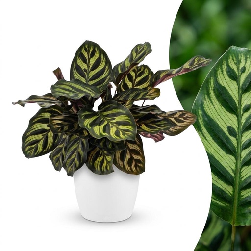 "Calathea Makoyana - Pfauenpflanze - 1 Pflanze - mit Potter Weiß - Topf 12cm - Höhe - 25cm image"