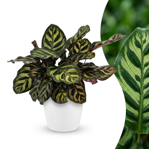 "Pfauen-Korbmarante (Calathea makoyana) – pflegeleichte Zimmerpflanze, im weißen Übertopf, Topf-Ø 12 cm, Höhe ca. 25 cm image"