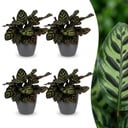 Calathea Makoyana - Pfauenpflanze - 4 Pflanzen - mit Potter Grijs - Topf 12cm - Höhe - 25cm
