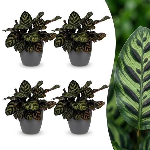 "Pfauen-Korbmarante 4er-Set (Calathea makoyana) – pflegeleichte Zimmerpflanze, im grauen Übertopf, Topf-Ø 12 cm, Höhe ca. 25 cm image"