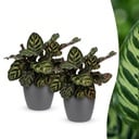 Calathea Makoyana - Pfauenpflanze - 2 Pflanzen - mit Potter Grijs - Topf 12cm - Höhe 25cm