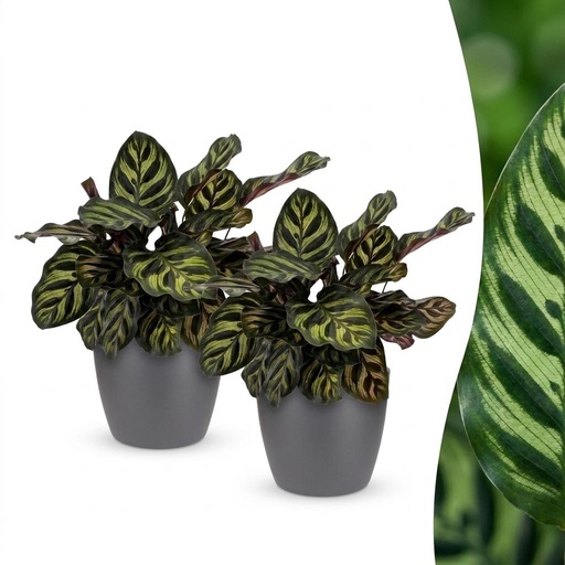 "Calathea Makoyana - Pfauenpflanze - 2 Pflanzen - mit Potter Grijs - Topf 12cm - Höhe 25cm image"