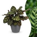 Calathea Makoyana - Pfauenpflanze - 1 Pflanze - mit Potter Grau - Topf 12cm - Höhe - 25cm