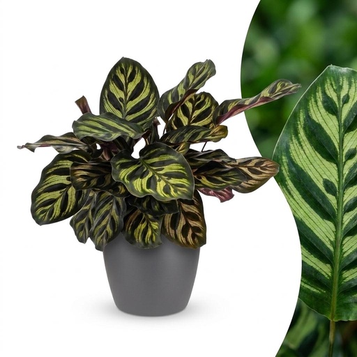 "Calathea Makoyana - Pfauenpflanze - 1 Pflanze - mit Potter Grau - Topf 12cm - Höhe - 25cm image"