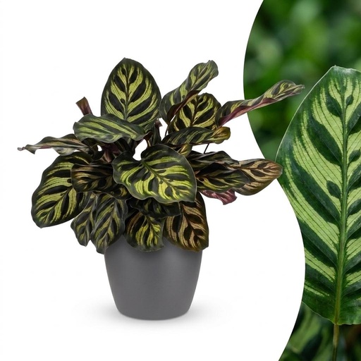 "Pfauen-Korbmarante (Calathea makoyana) – pflegeleichte Zimmerpflanze, im grauen Übertopf, Topf-Ø 12 cm, Höhe ca. 25 cm image"