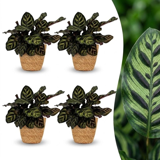 "Calathea Makoyana - Pfauenpflanze - 4 Pflanzen - mit Korb - Topf 12cm - Höhe - 25cm image"