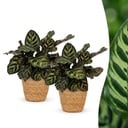 Calathea Makoyana - Pfauenpflanze - 2 Pflanzen - mit Korb - Topf 12cm - Höhe - 25cm