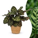 Calathea Makoyana - Pfauenpflanze - 1 Pflanze - mit Korb - Topf 12cm - Höhe - 25cm