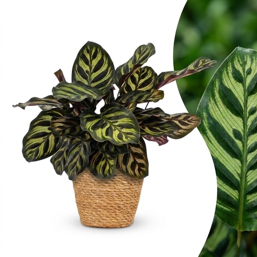 "Calathea Makoyana - Pfauenpflanze - 1 Pflanze - mit Korb - Topf 12cm - Höhe - 25cm image"