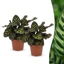 Calathea Makoyana - Pfauenpflanze - 2 Pflanzen - Topf 12cm - Höhe 25cm