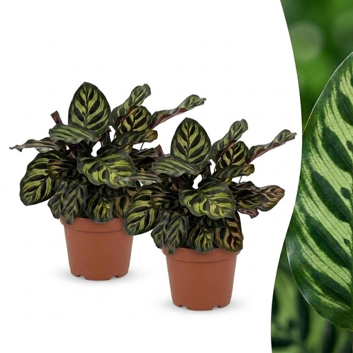 "Calathea Makoyana - Pfauenpflanze - 2 Pflanzen - Topf 12cm - Höhe 25cm image"