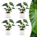 Monstera Deliciosa - Fensterblatt - 4 Pflanzen - mit Weißem Topf - Topf 12cm - Höhe - 30cm