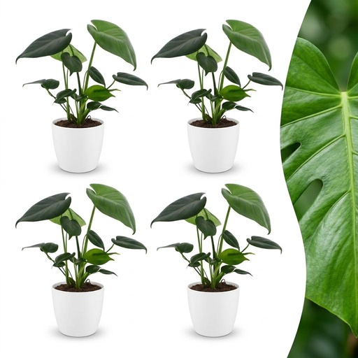 "Fensterblatt (Monstera deliciosa) – pflegeleichte Zimmerpflanze, Höhe ca. 12 cm image"