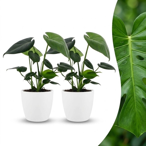 "Monstera Deliciosa - Fensterblatt - 2 Pflanzen - mit Weißem Topf - Topf 12cm - Höhe - 30cm image"