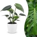 Monstera Deliciosa - Fensterblatt - 1 Pflanze - mit Weißem Topf - Topf 12cm - Höhe - 30cm