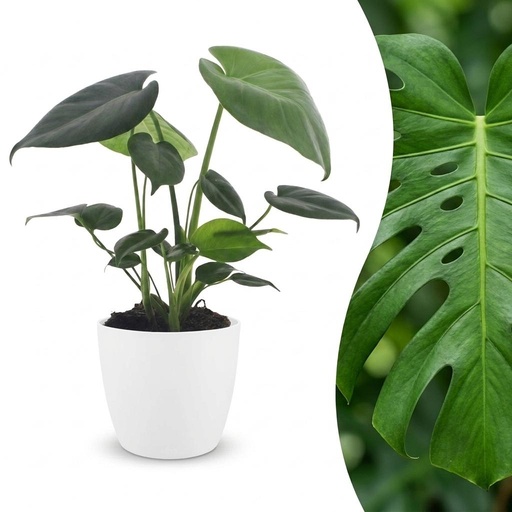 "Monstera Deliciosa - Fensterblatt - 1 Pflanze - mit Weißem Topf - Topf 12cm - Höhe - 30cm image"