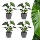 Monstera Deliciosa - Fensterblatt - 4 Pflanzen - mit Grau Topf - Topf 12cm - Höhe - 30cm