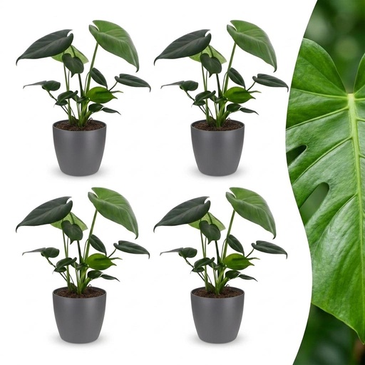 "Monstera Deliciosa - Fensterblatt - 4 Pflanzen - mit Grau Topf - Topf 12cm - Höhe - 30cm image"
