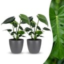 Monstera Deliciosa - Fensterblatt - 2 Pflanzen - mit Grau Topf - Topf 12cm - Höhe 30cm