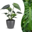 Monstera Deliciosa - Fensterblatt - 1 Pflanze - mit Grau Topf - Topf 12cm - Höhe - 30cm