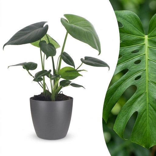 "Monstera Deliciosa - Fensterblatt - 1 Pflanze - mit Grau Topf - Topf 12cm - Höhe - 30cm image"