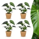 Monstera Deliciosa - Fensterblatt - 4 Pflanzen - mit Korb - Topf 12cm - Höhe 30cm