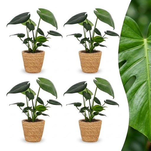 "Monstera Deliciosa - Fensterblatt - 4 Pflanzen - mit Korb - Topf 12cm - Höhe 30cm image"