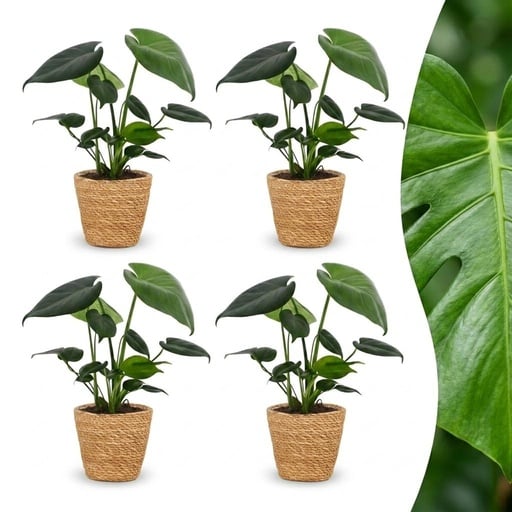 "Fensterblatt 4er-Set (Monstera deliciosa) – pflegeleichte Zimmerpflanze, im Dekokorb, Topf-Ø 12 cm, Höhe ca. 30 cm image"