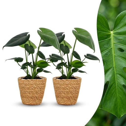 "Monstera Deliciosa - Fensterblatt - 2 Pflanzen - mit Seegraskorb - Topf 12cm - Höhe 30cm image"