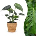 Monstera Deliciosa - Fensterblatt - 1 Plant - mit Korb - Topf 12cm - Höhe 30cm