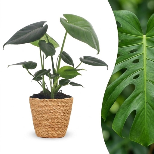 "Fensterblatt (Monstera deliciosa) – pflegeleichte Zimmerpflanze, im Dekokorb, Topf-Ø 12 cm, Höhe ca. 30 cm image"