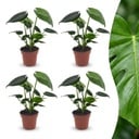 Monstera Deliciosa - Fensterblatt - 4 Pflanzen - Topf 12cm - Höhe - 30cm
