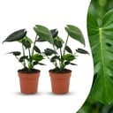 Monstera Deliciosa - Fensterblatt - 2 Pflanzen - Topf 12cm - Höhe - 30cm